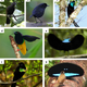 Seis especies de aves del paraíso. Imágenes: Hanom Bashari / Daniel López-Velasco / Trans Niugini Tours Tim Laman / Ed Scholes